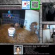 Image for article titled The Latest Twitch Sensation Is Chickens, Goats, And Bees